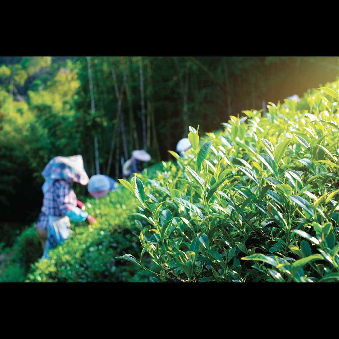 黃茶的製作過程